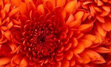 節分草の花言葉は 人間嫌い 日本の暮らし