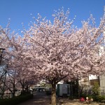 お花見姫路城の桜と天守閣