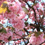 花の祭典「フラワードリーム」知ってますか？