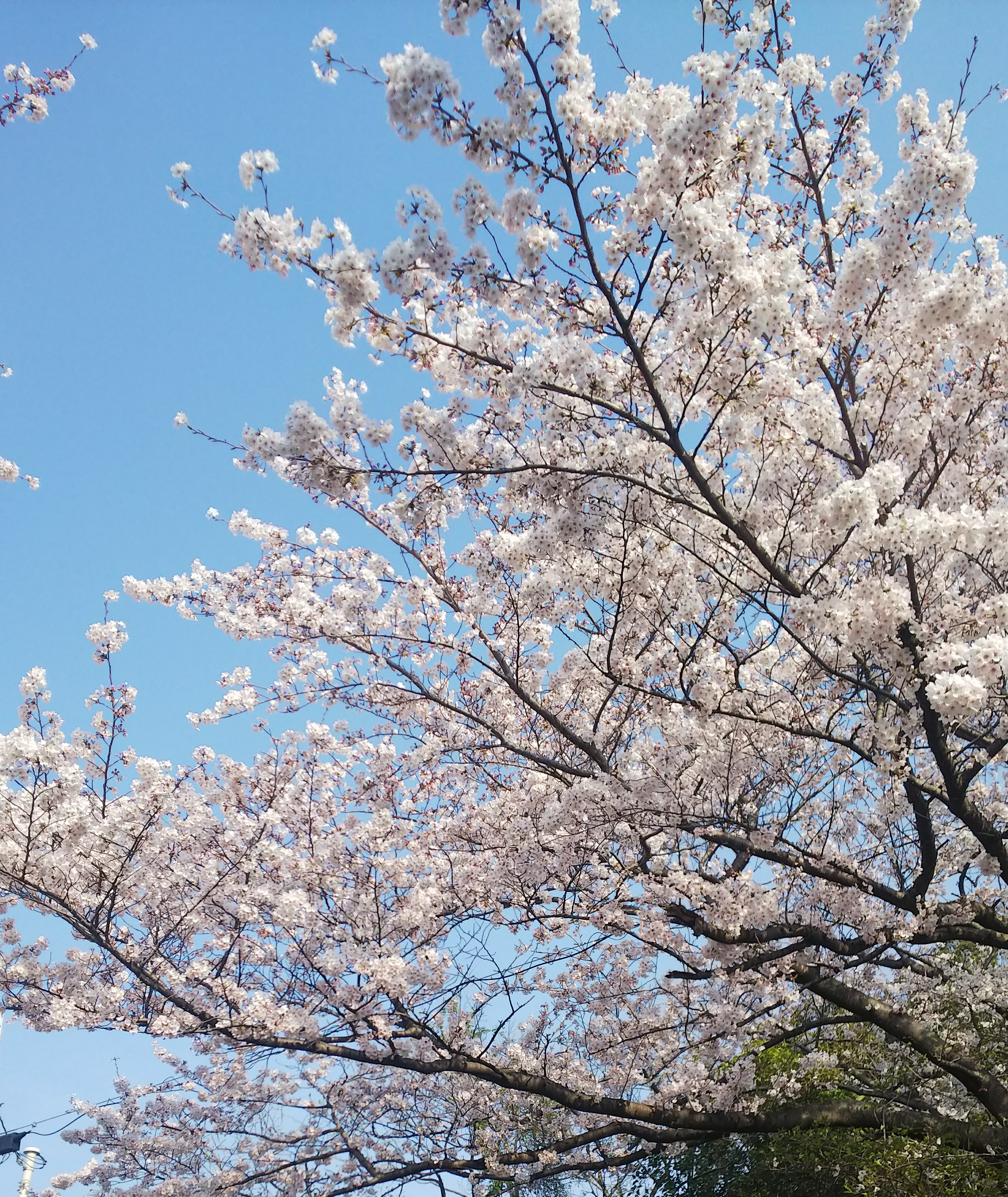 芦屋川の桜🌸とJR芦屋近辺の再開発！