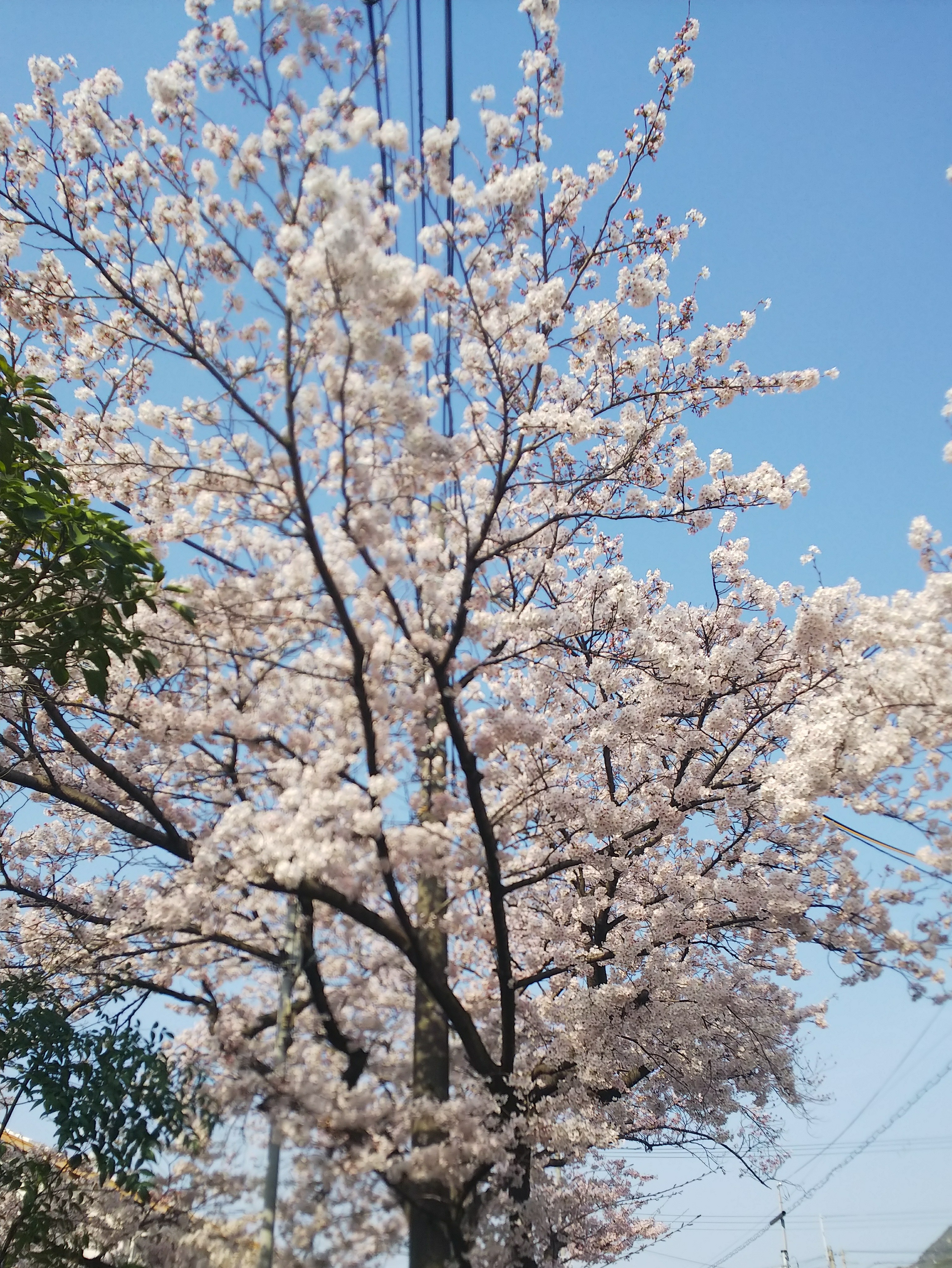 芦屋川の桜 とjr芦屋近辺の再開発 日本の暮らし